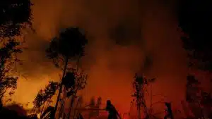 Orman yangını dumanı aslında bir ekosistem için yararlı organizmaları yayabilir