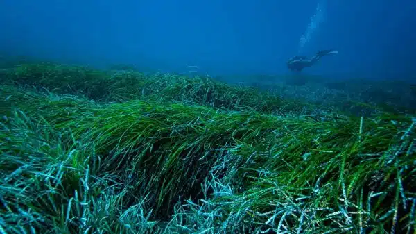 Deniz Otu Okyanustaki Plastikleri Temizliyor