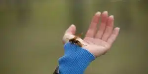 arı