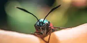 böcek