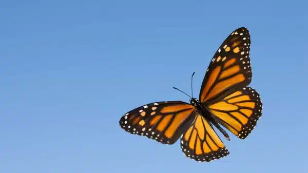 Araştırma Sonucu: Kelebekler Nasıl Uçar?