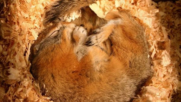 Hayvanlar Neden Kış Uykusuna Yatar