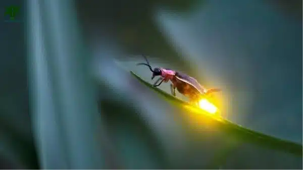 Ateş Böcekleri Nasıl Işık Yayar