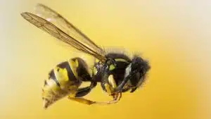 Eşek Arılarının Önemi Nedir