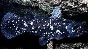 Coelacanth Balığı