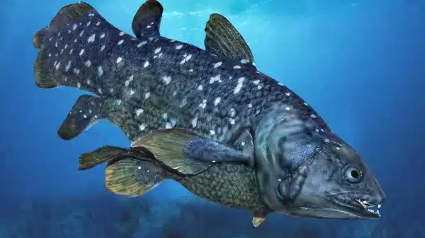 Yüzyıldır Yaşayan Balığın Garip Biyolojisi