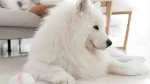 beyaz köpekler