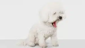 en güzel beyaz köpekler