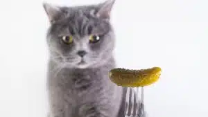 Kediler Neden Salatalıktan Korkar