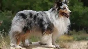 Shetland cinsi Çoban Köpeği